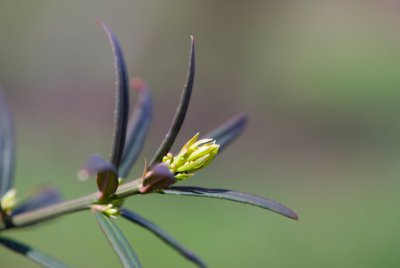 Euonymus nanus 'Turkestanicus' - brslen nízký - pupen